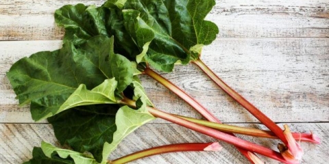 Rabarbara: korisna svojstva i kontraindikacije stabljike, lišća, korijena